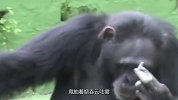动物园发现一只成精的猩猩，智商高到离谱，拥有的技能可不简单！