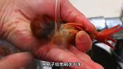 清蒸小龙虾的正确做法，饭店大厨详细讲解教程，新手也能快速学会