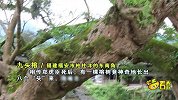 探访人民英雄郑虎臣故里，死后千年长出九头榕树