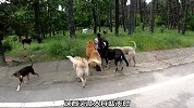 小姐姐刚下车，就受到流浪狗们的热烈欢迎，这场面实在太壮观了