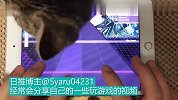 两脚兽你要玩游戏 有问过猫主子的意见吗