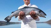 外媒曝挪威三文鱼养殖：拥挤肮脏 病鱼身上布满溃疡