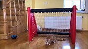 铲屎官记录猫咪玩球的慢动作这身手了得啊