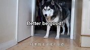 听到要给爪子消毒，哈士奇死活不乐意，结局笑翻了