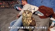 猫头鹰正孵蛋，主人非要看一下，接下来的场面请大家忍住别笑！