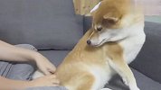 铲屎官一直握住柴犬尾巴不放，狗子会是什么反应？差点笑翻了