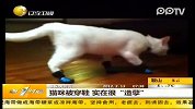猫咪被穿鞋 实在很“造孽”