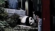 女孩不慎掉进熊猫园，三只熊猫看见后，它们的动作笑翻众人！