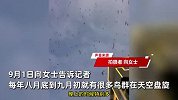 四川一地天空现密集鸟群！市民出门带纸挡头防鸟屎：100多米