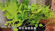 种植龙豆高产有方法，62天就能大丰收，按这个方法来你也行