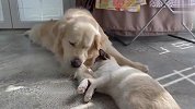猫咪错把金毛当妈妈，狗子一脸无奈，接下来忍住别笑