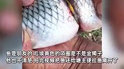 捞鱼附送“金镯”？塘主捞鱼发现一鱼身卡着金色镯子，网友：自带赎金