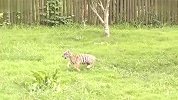 [搞笑]几个月大的可爱小老虎哦