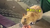 宠物解说：流浪猫的寿命很短暂，想被人类领回家？