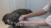 主人强行给猫咪洗澡，结果人疯了猫也疯了，看完忍住别笑