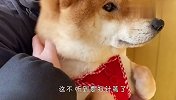 柴犬听到要打针，瞬间吓成了这样，看完差点笑出眼泪