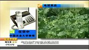 破解“白菜”困局 专家建议建种植信息平台