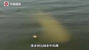 山东一公园水中出现大体型不明物体，当地自然资源局：不像鱼类生物