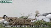 鹤鸟一点都不怕鳄鱼，竟用嘴挑衅鳄鱼，太厉害了