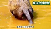猴妈把猴崽淹死在水里，小猴子拼命挣扎，真是太残忍了
