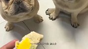 狗：一块蛋糕两个狗，怎么分