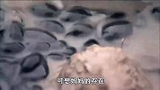 泥坑中，上万只小蝌蚪面临被晒死，牛蛙妈妈的举动让人意想不到！