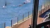 旅游-海洋公园海豚表演
