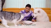 主人端着空盘子假装吃食物，猫和狗会是啥反应？看完笑翻了