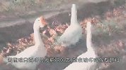 谁说黄鼠狼只怕大鹅，这种动物才是它的天敌，“一口一个”没压力