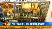 财经频道-广州一市场检测出一例疑似禽流感病毒感染鸭子