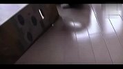 11-爆笑宠物萌得让你颤抖的猫咪