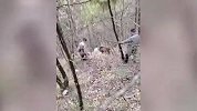 四川一地3名护农狩猎队员驱赶野猪时被野猪逼上树，4条猎犬受伤、1条猎犬身亡