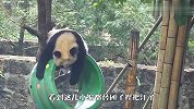 熊猫宝宝被揍了不服气，全面反攻熊妈，下一秒笑爆了