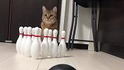 猫咪第一次玩保龄球，没想到这么逗，镜头记录爆笑全程