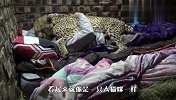 饲养员的专属福利，就是可以抱着猎豹睡觉，网友：万物皆有灵