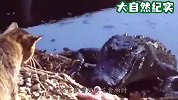 猫咪一爪子伸过去，一条大肥鱼就到手了，镜头记录全过程