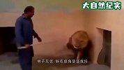 这人打雄狮就像打儿子一样，不知道该笑，还是为它感到悲哀！