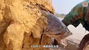沙滩突然传来异响，小伙上前查看，竟意外收获上百斤怪鱼