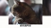 快来学习一下，猫咪召唤术吧！