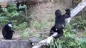 黑猩猩第一眼就喜欢上猴子，但猴子根本不搭理它，怎么主动也没用