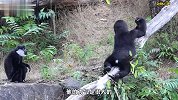 黑猩猩第一眼就喜欢上猴子，但猴子根本不搭理它，怎么主动也没用
