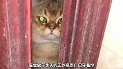 宠物解说：爱主人奇怪的表现，你家猫咬你吗？