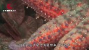 海星的再生能力有多恐怖？切开一只海星，眼前的一幕太神奇了