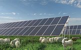 中国独创，戈壁滩放养2000只“光伏羊”，能提高发电量