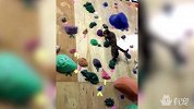 猫咪玩攀岩惊险刺激，身体里可能住着一个人
