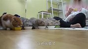 猫咪第一次见到小宝宝，没想到这么好玩，看一次笑一次