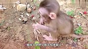 小猴子不知道是辣椒，摘下来就塞进嘴里，后劲上来辣得满地打滚