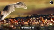 间谍松鼠混入松鼠群中，意外拍下松鼠食物被偷的全过程！