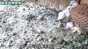 红隼捕食失败，为了养活其它幼崽，竟对最幼小的幼崽下手