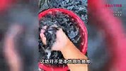 大连一水库现成群黑色无鳞怪鱼，最长近1米！专家：系外来物种